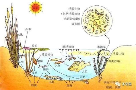 附近池塘|池塘生态系统中的生命层次